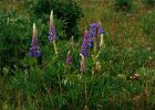 2001 05 26 westerbork lupinen